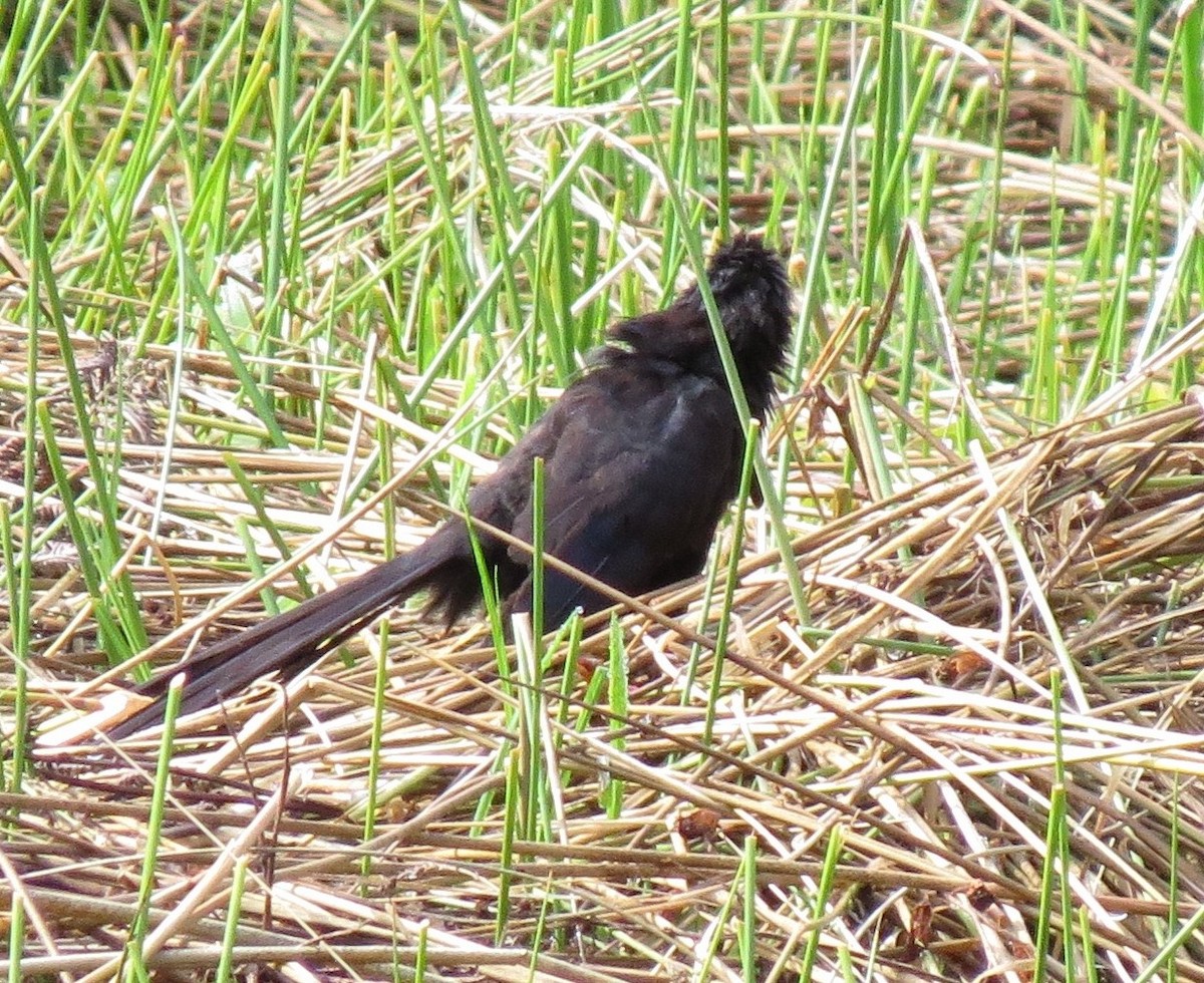 Groove-billed Ani - ML623844171