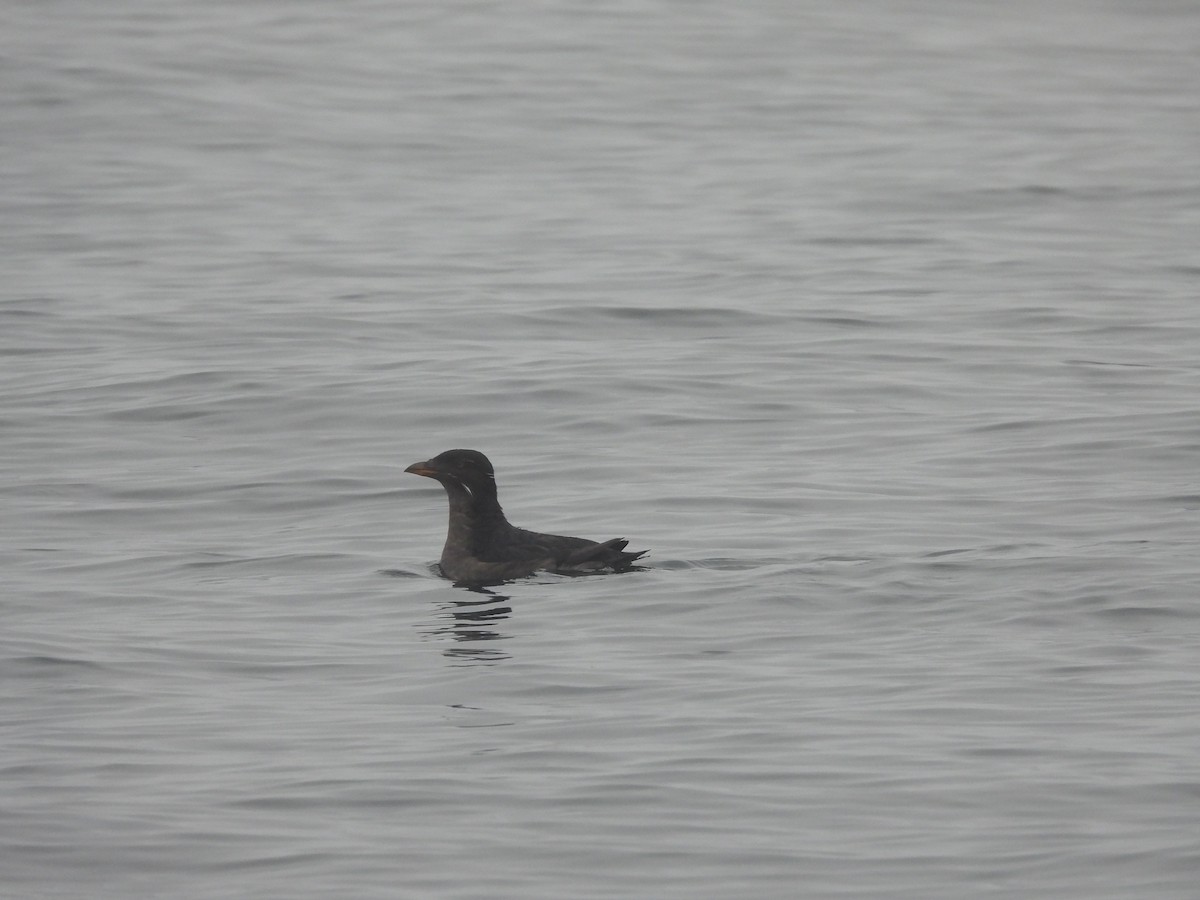 Rhinoceros Auklet - ML623844182