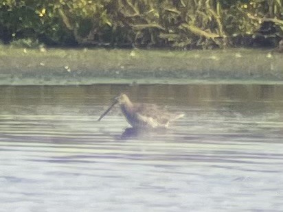 Long-billed Dowitcher - ML623844212