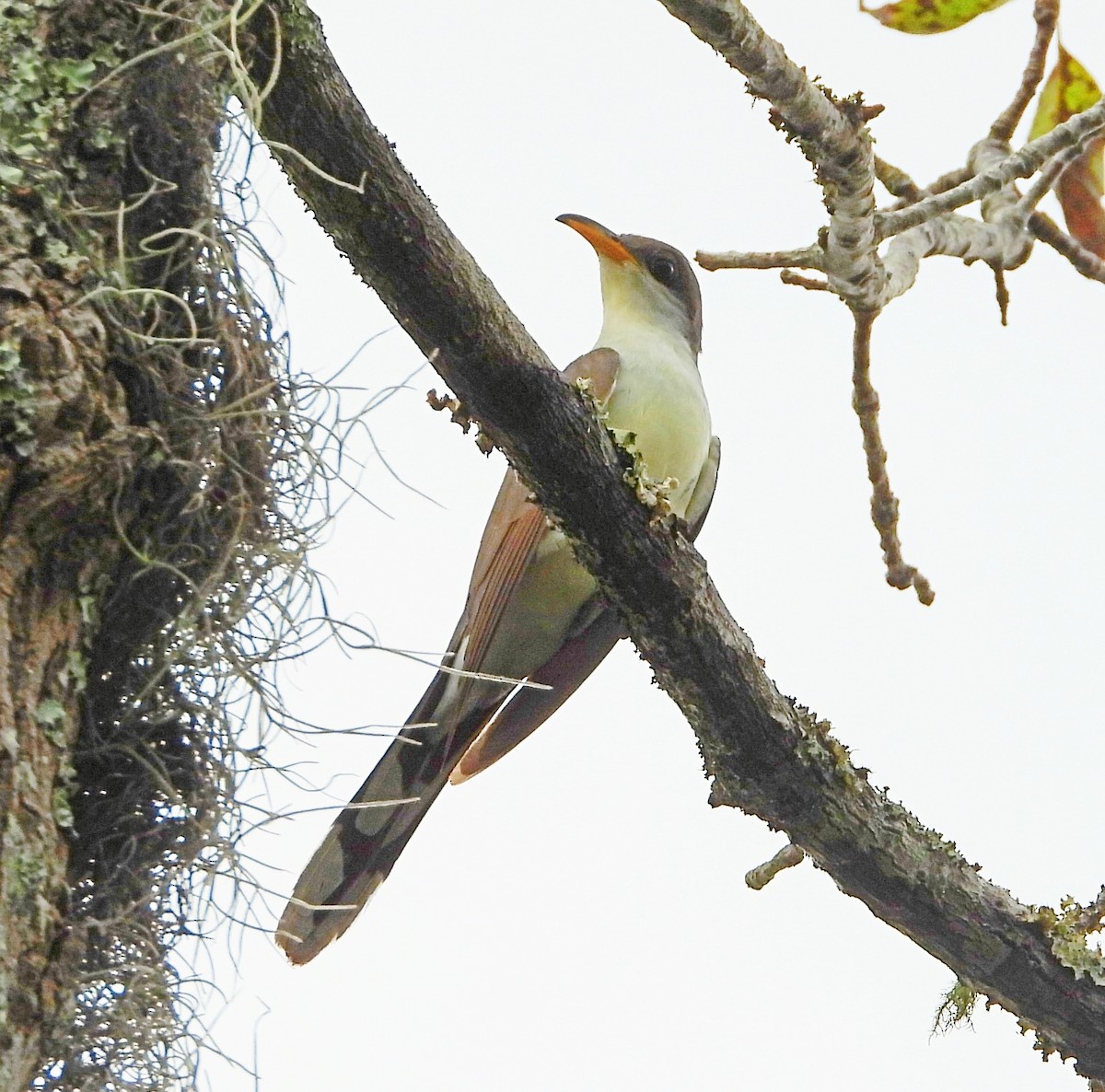 Cuclillo Piquigualdo - ML623844267