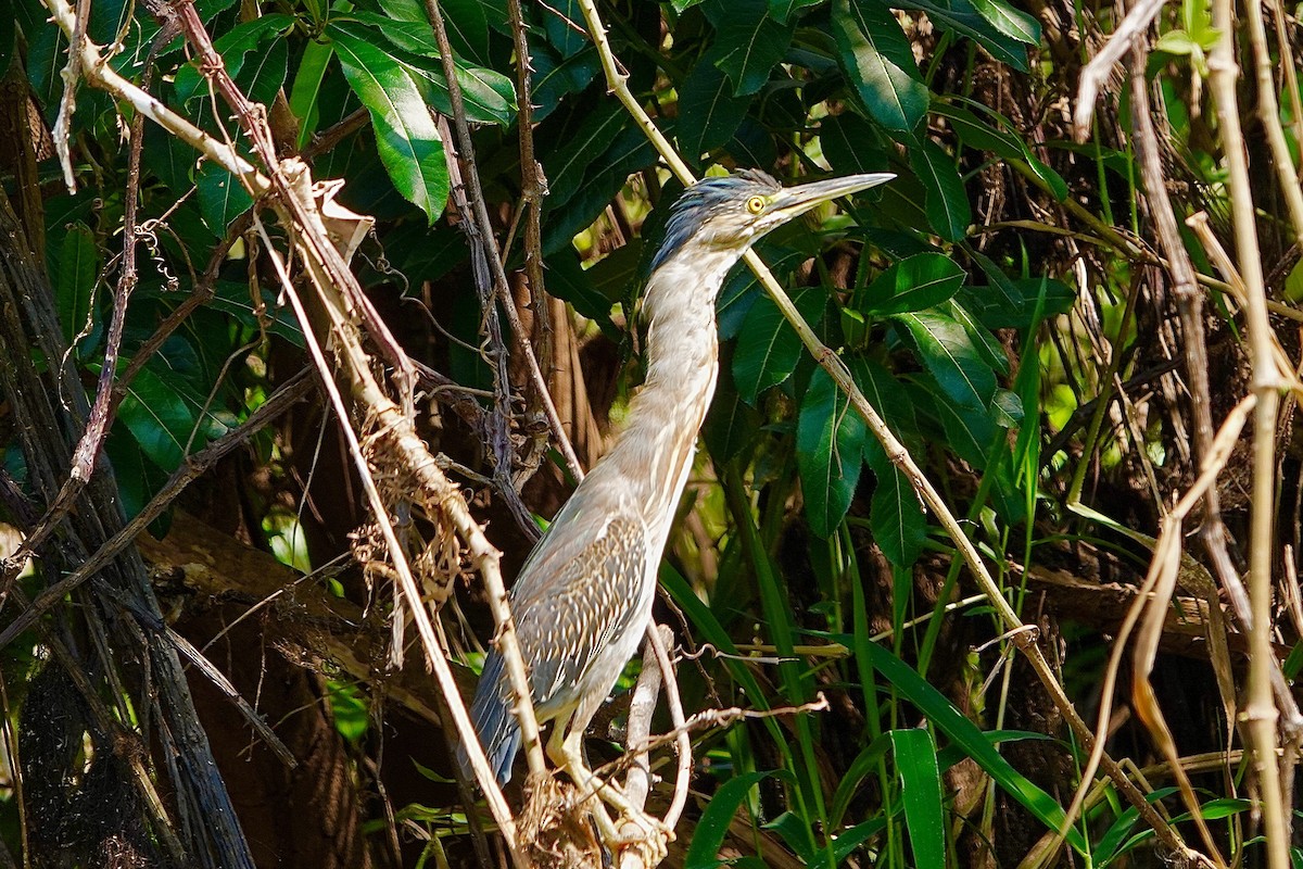 Striated Heron (South American) - ML623844270