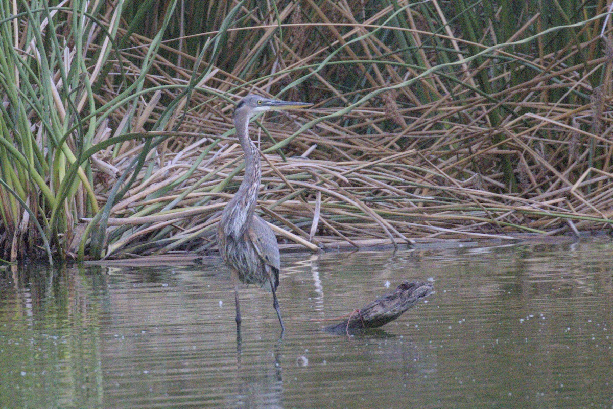 Great Blue Heron - ML623844278