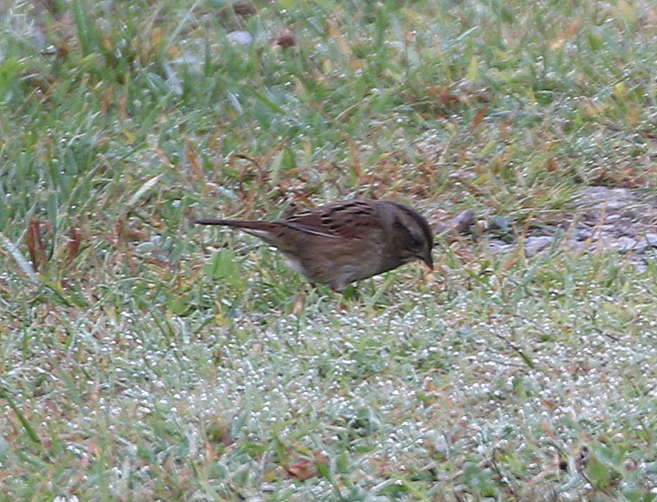 Swamp Sparrow - ML623844296