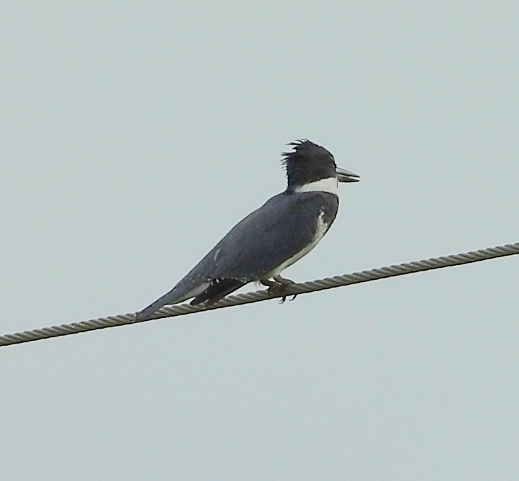 Martin-pêcheur d'Amérique - ML623844298