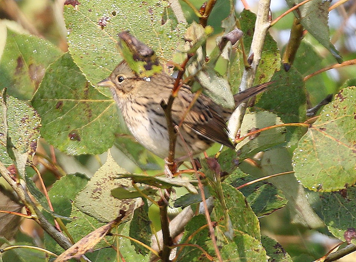 Lincoln's Sparrow - ML623844304