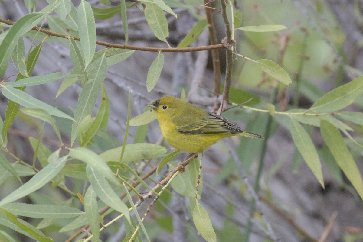 Yellow Warbler - ML623844312