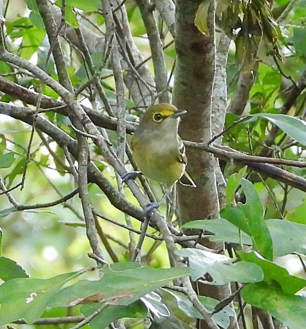 Vireo Ojiblanco - ML623844330