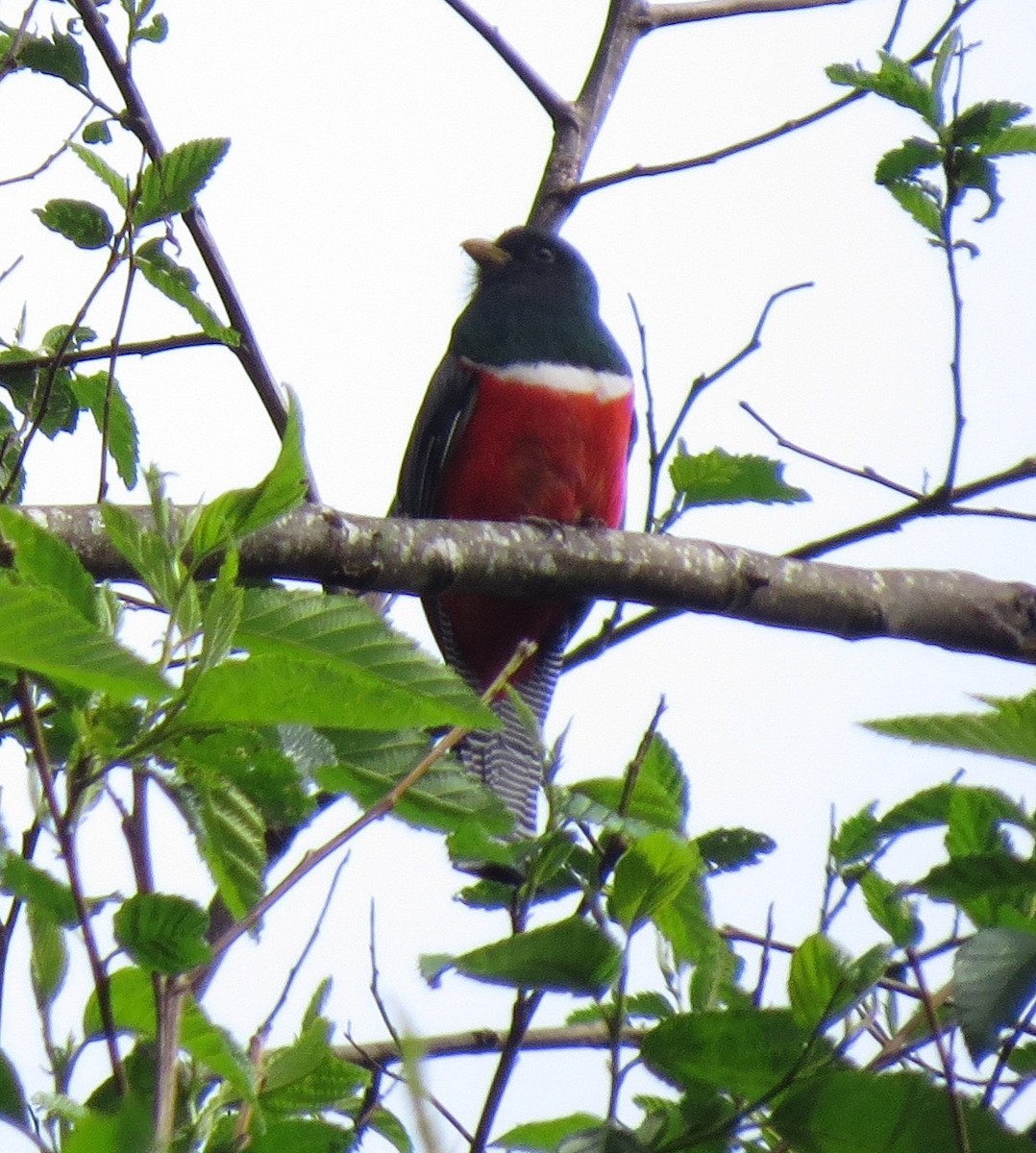 Collared Trogon - ML623844349