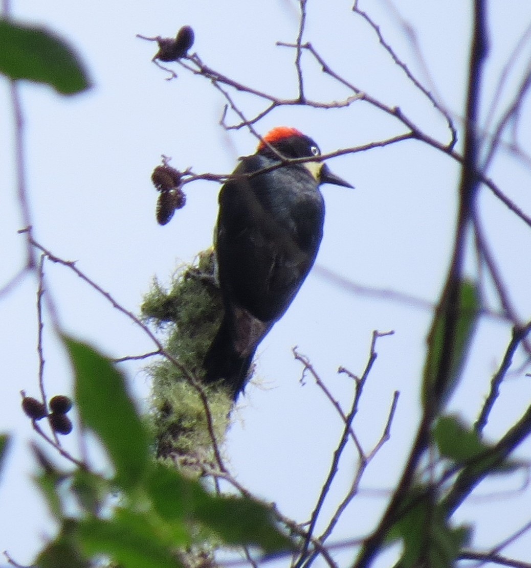 Acorn Woodpecker - ML623844356