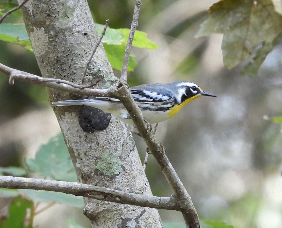 Yellow-throated Warbler - Cheryl Huner