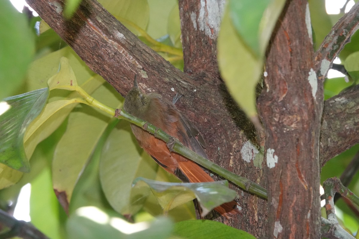 Olivaceous Woodcreeper - ML623844395