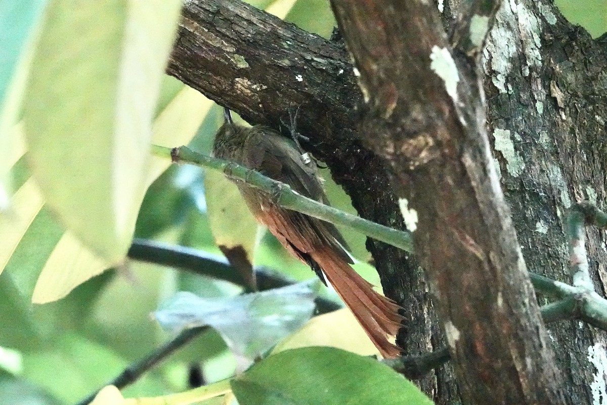 Olivaceous Woodcreeper - ML623844428