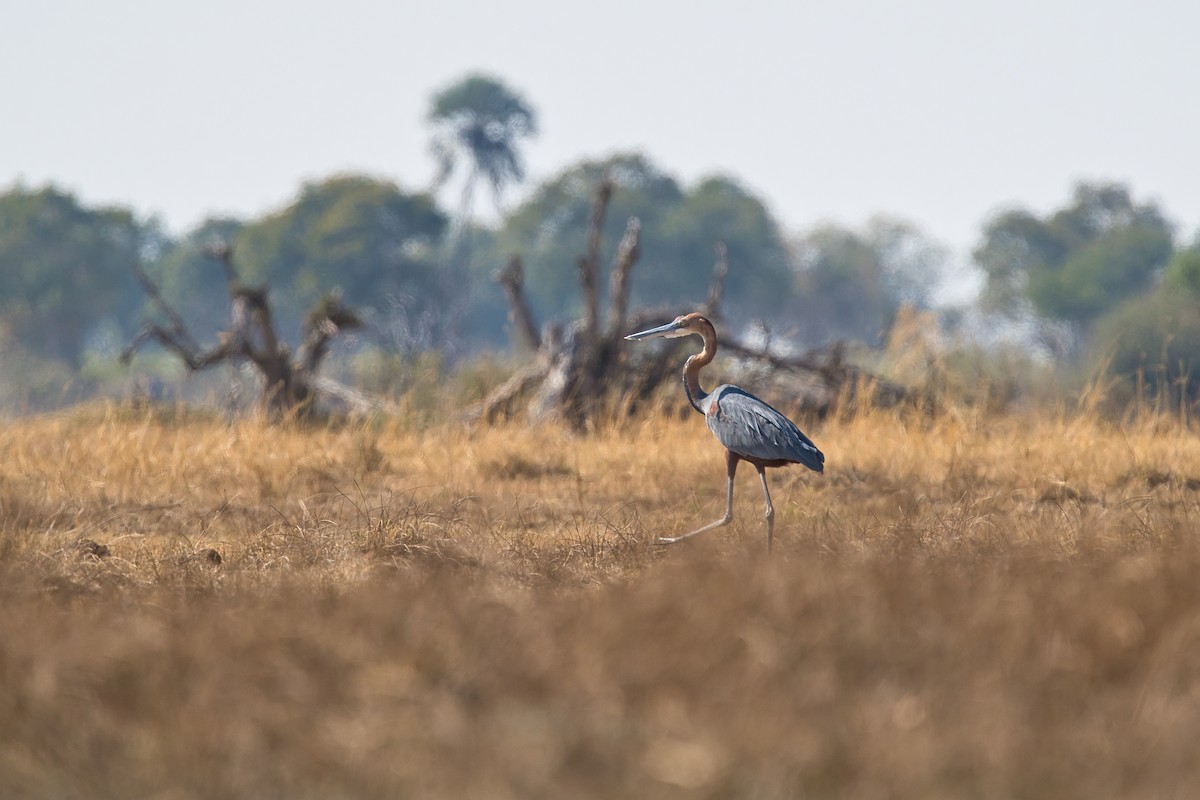 Goliath Heron - ML623844452