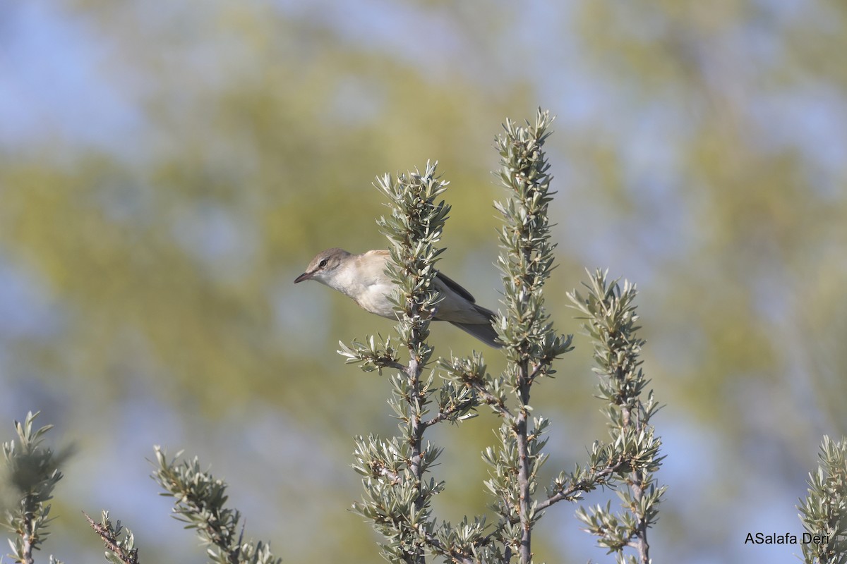 Great Reed Warbler - ML623844456