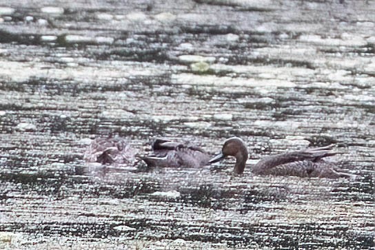 Northern Pintail - ML623844509