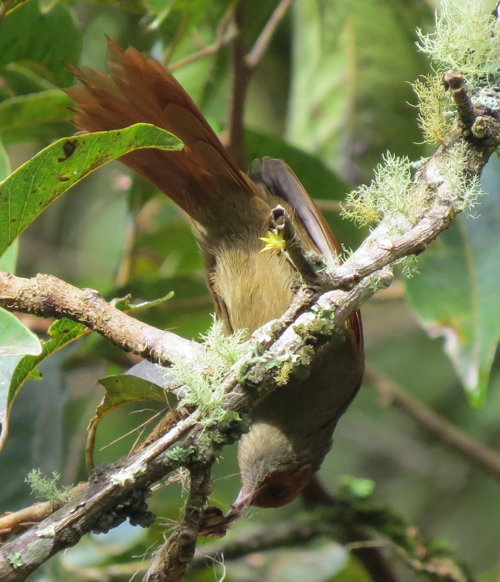 Red-faced Spinetail - ML623844557