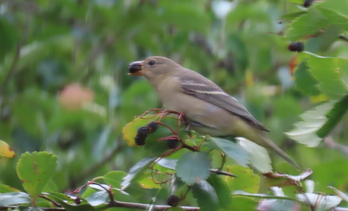 Western Tanager - ML623844579