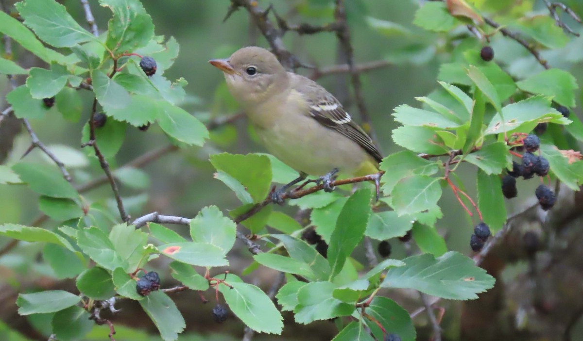 Western Tanager - Nancy Miller