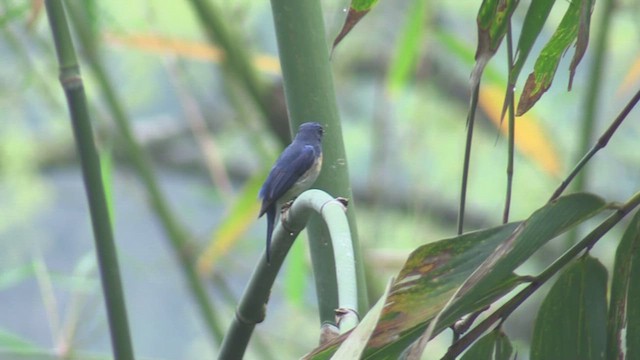 Blue-throated Flycatcher - ML623844583