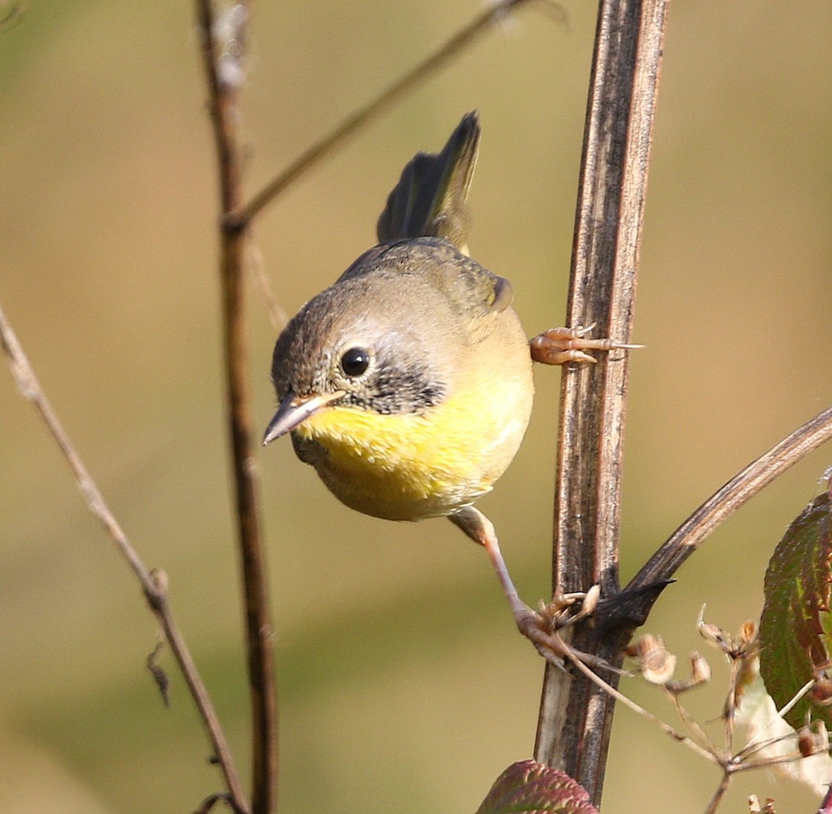 Common Yellowthroat - ML623844622