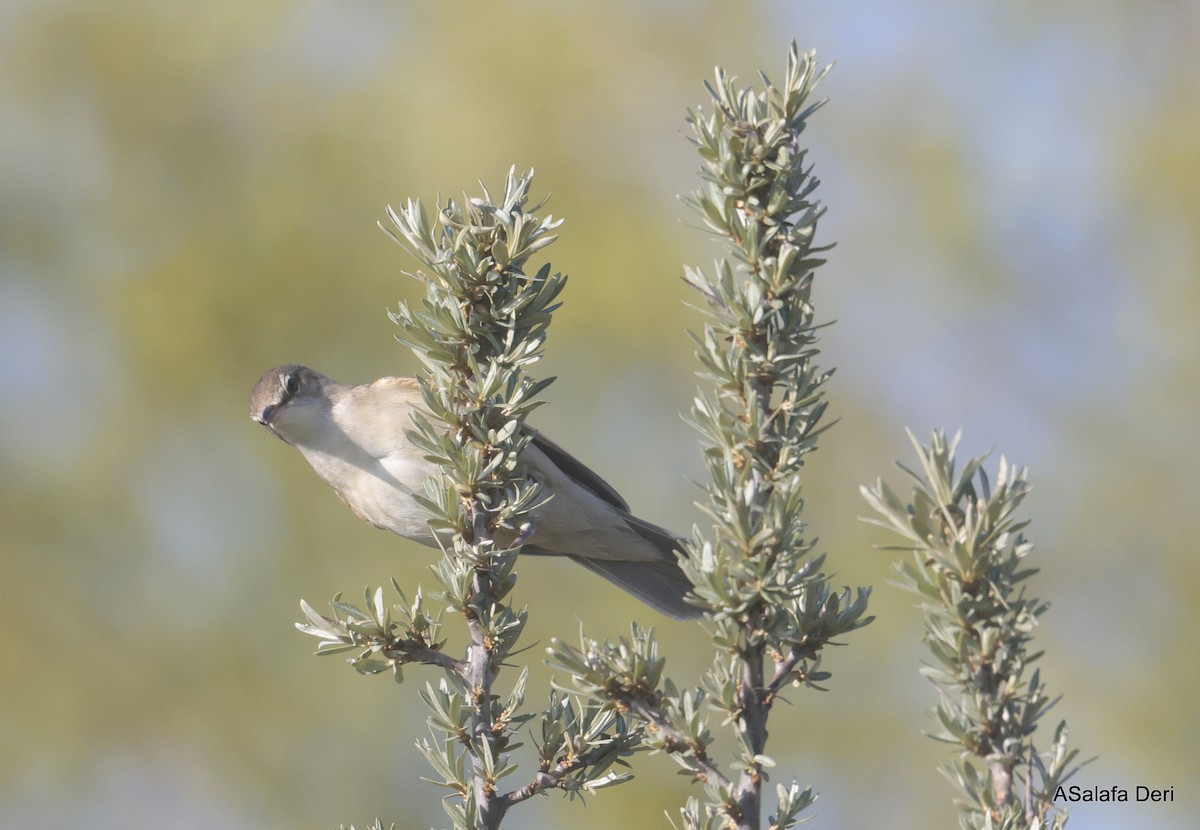 Great Reed Warbler - ML623844645