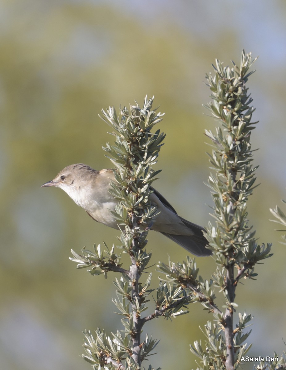 Great Reed Warbler - ML623844646