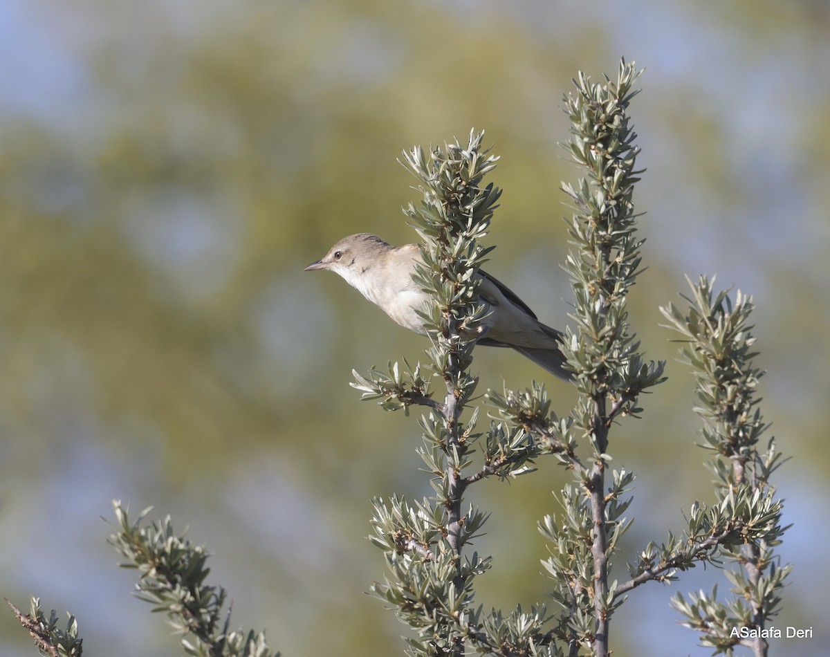 Great Reed Warbler - ML623844647