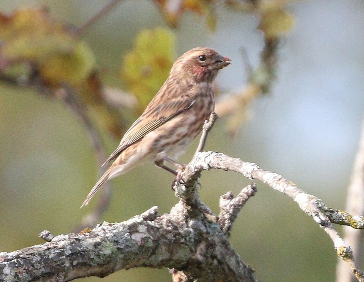 Purple Finch - ML623844648