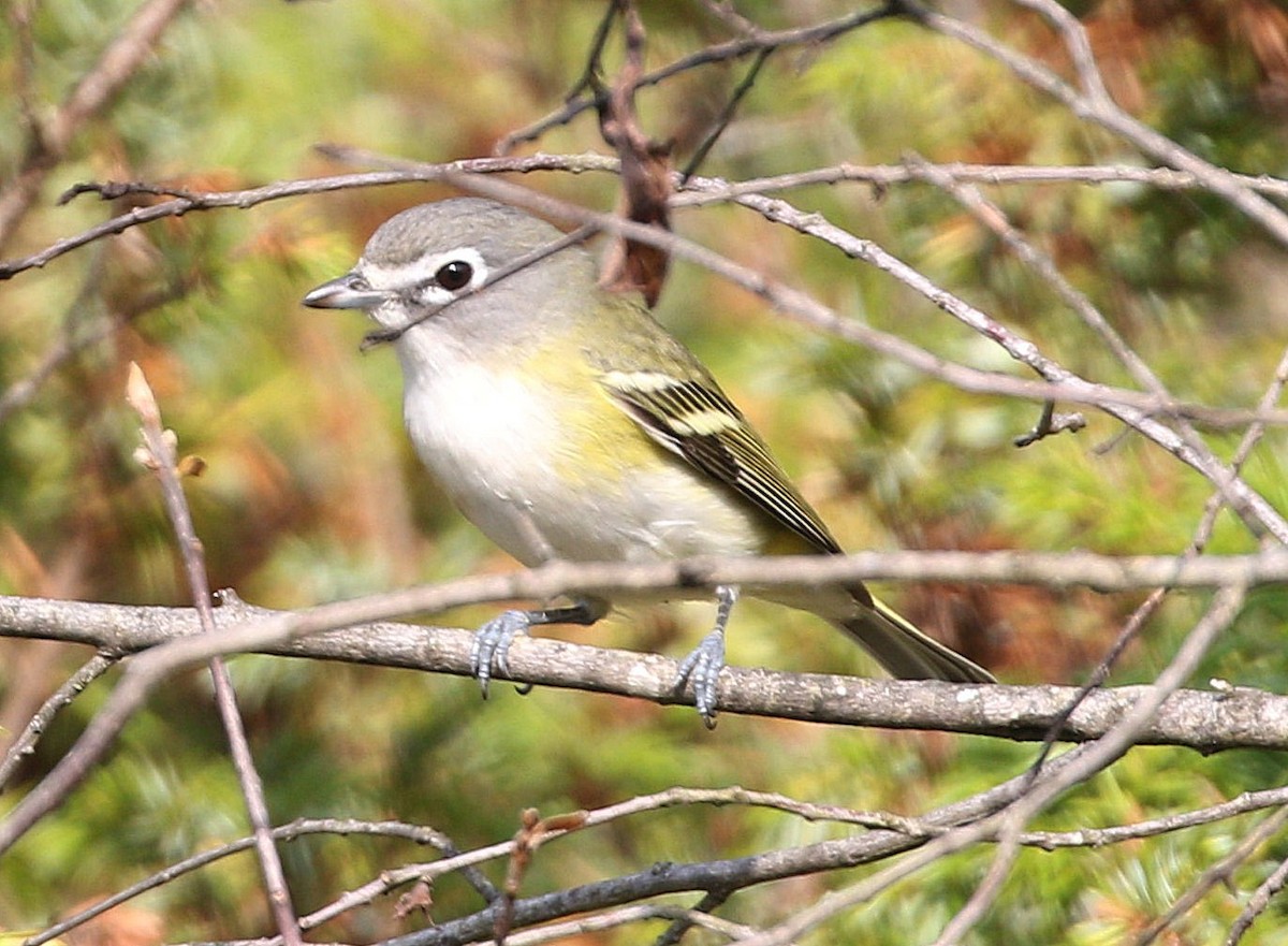 Blue-headed Vireo - ML623844665
