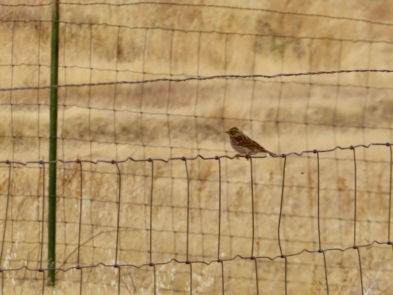 Savannah Sparrow - ML623844676