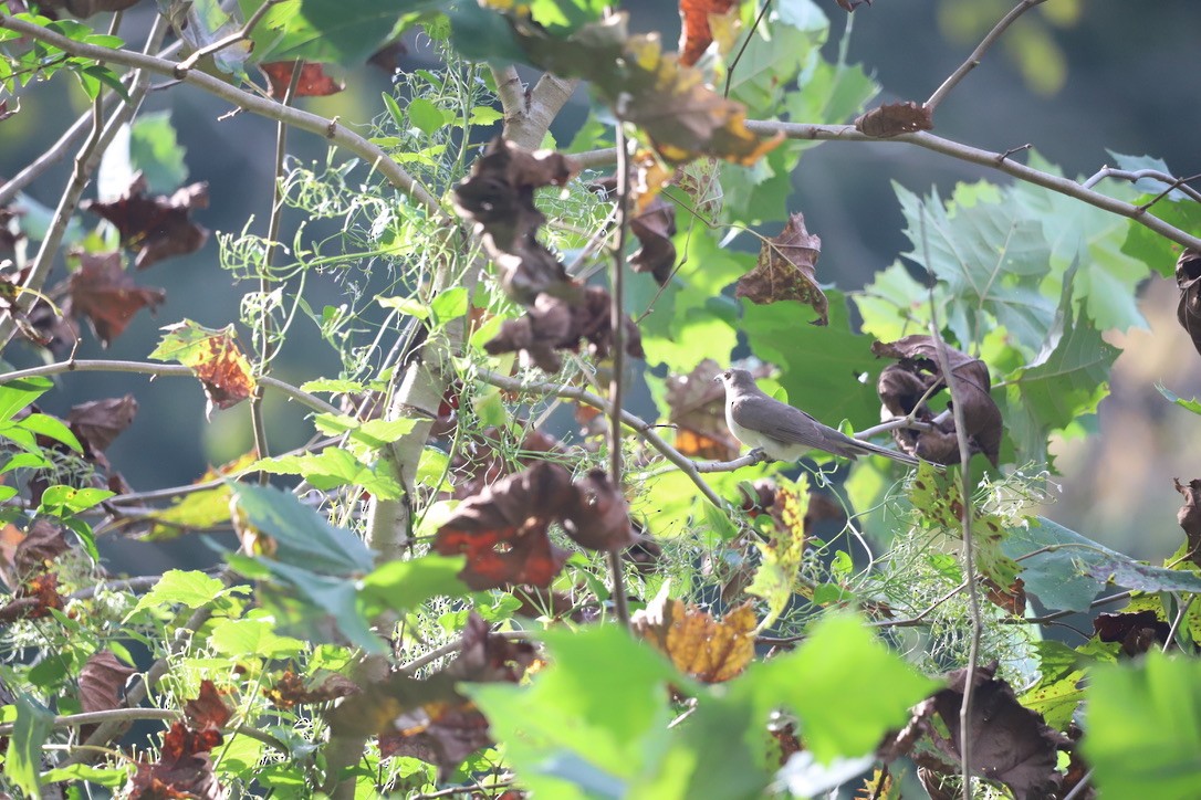 Black-billed Cuckoo - ML623844697