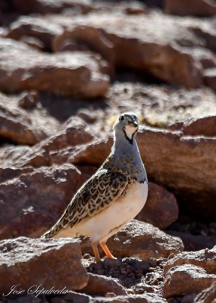 Gray-breasted Seedsnipe - José Sepúlveda