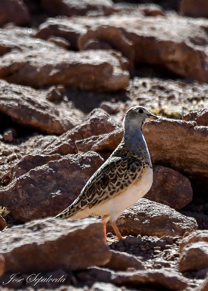 Gray-breasted Seedsnipe - José Sepúlveda