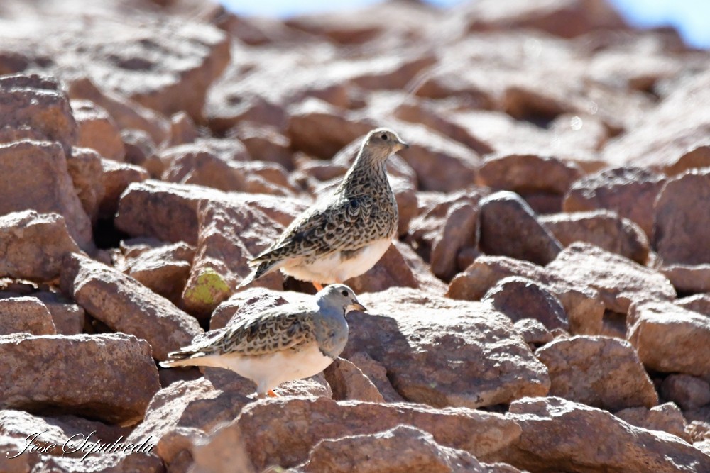 Gray-breasted Seedsnipe - ML623844712