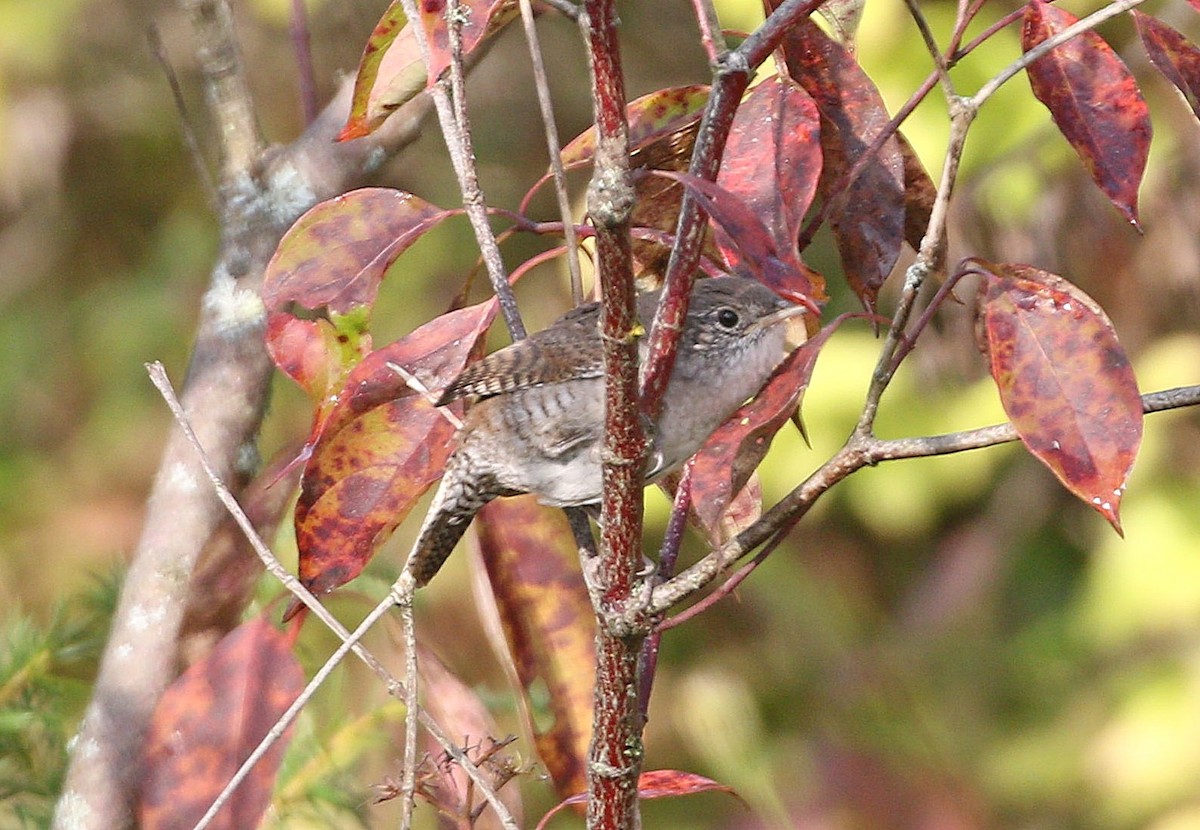 Northern House Wren - ML623844731