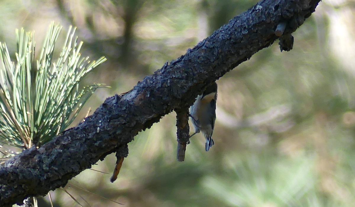 Pygmy Nuthatch - ML623844774