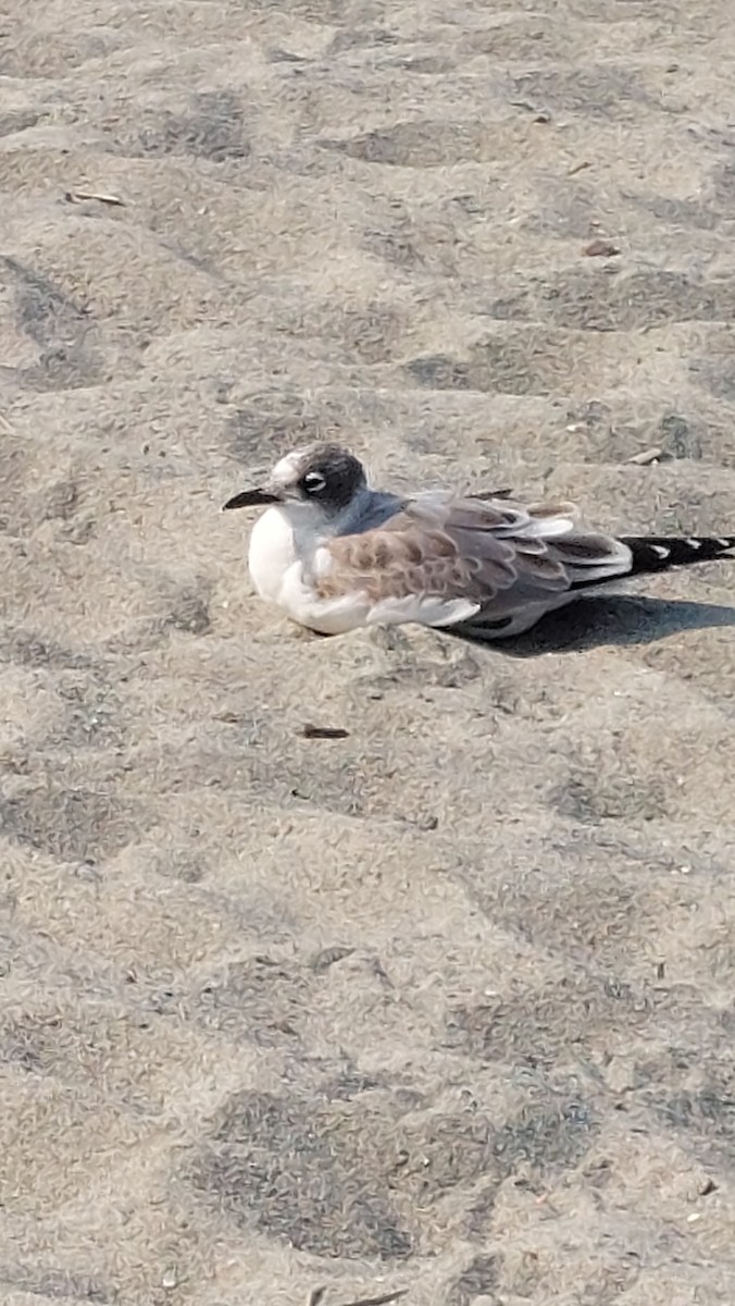 Franklin's Gull - ML623844830