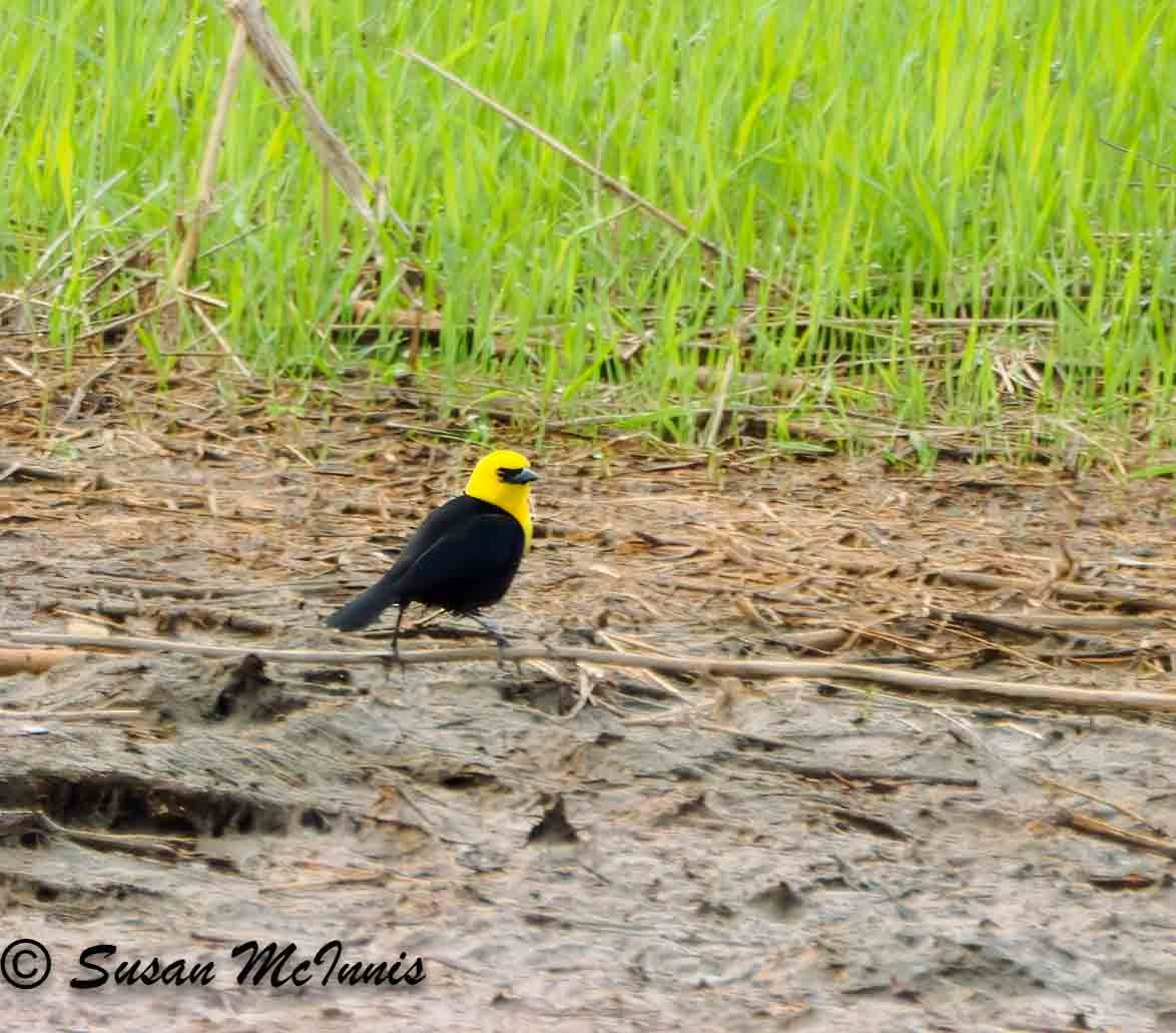 Yellow-hooded Blackbird - ML623844837