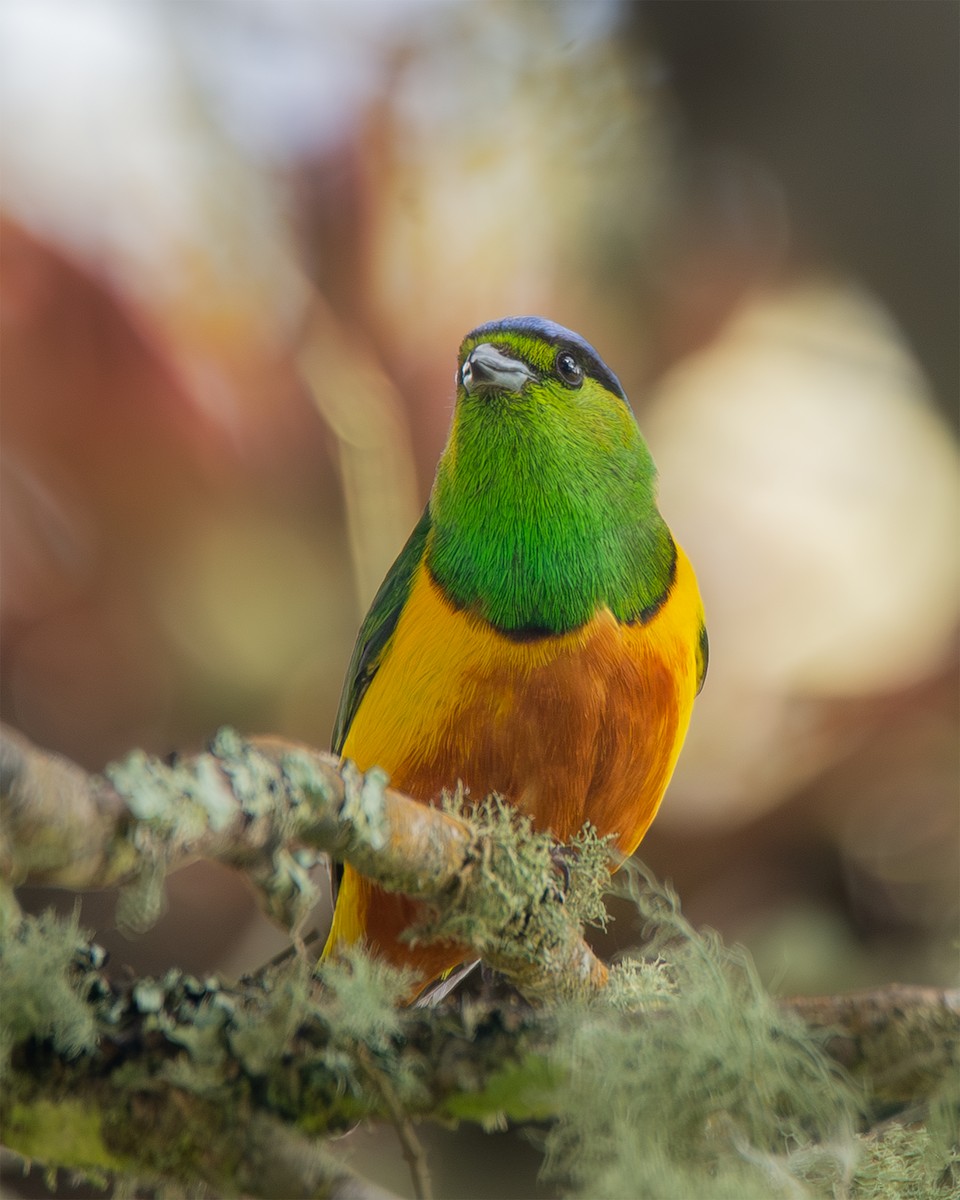 Chestnut-breasted Chlorophonia - ML623844896