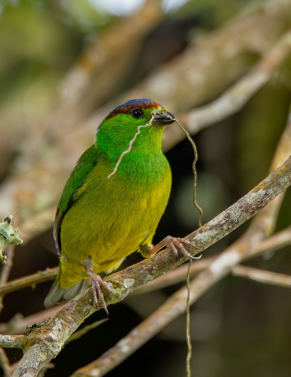 Chestnut-breasted Chlorophonia - Jhon James Merchan Angel