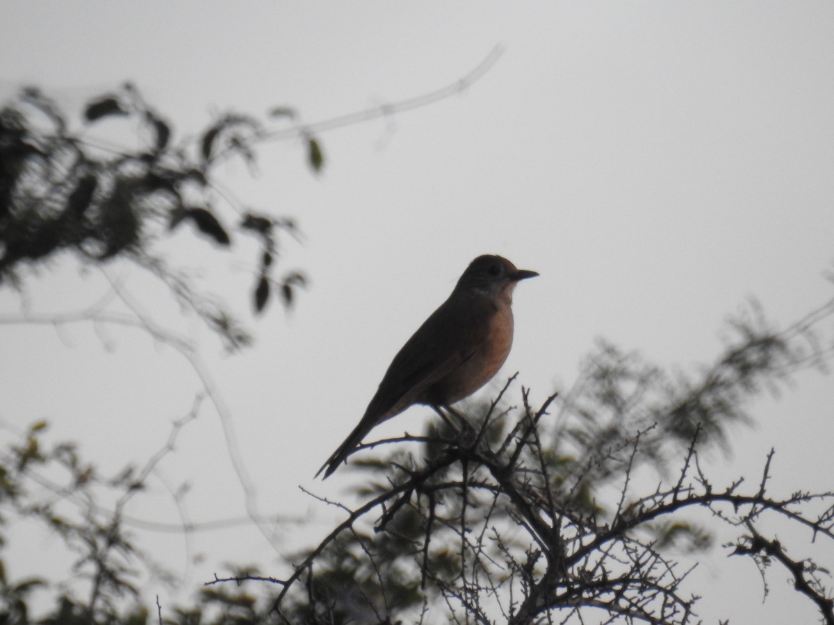 Pale-breasted Thrush - ML623844918