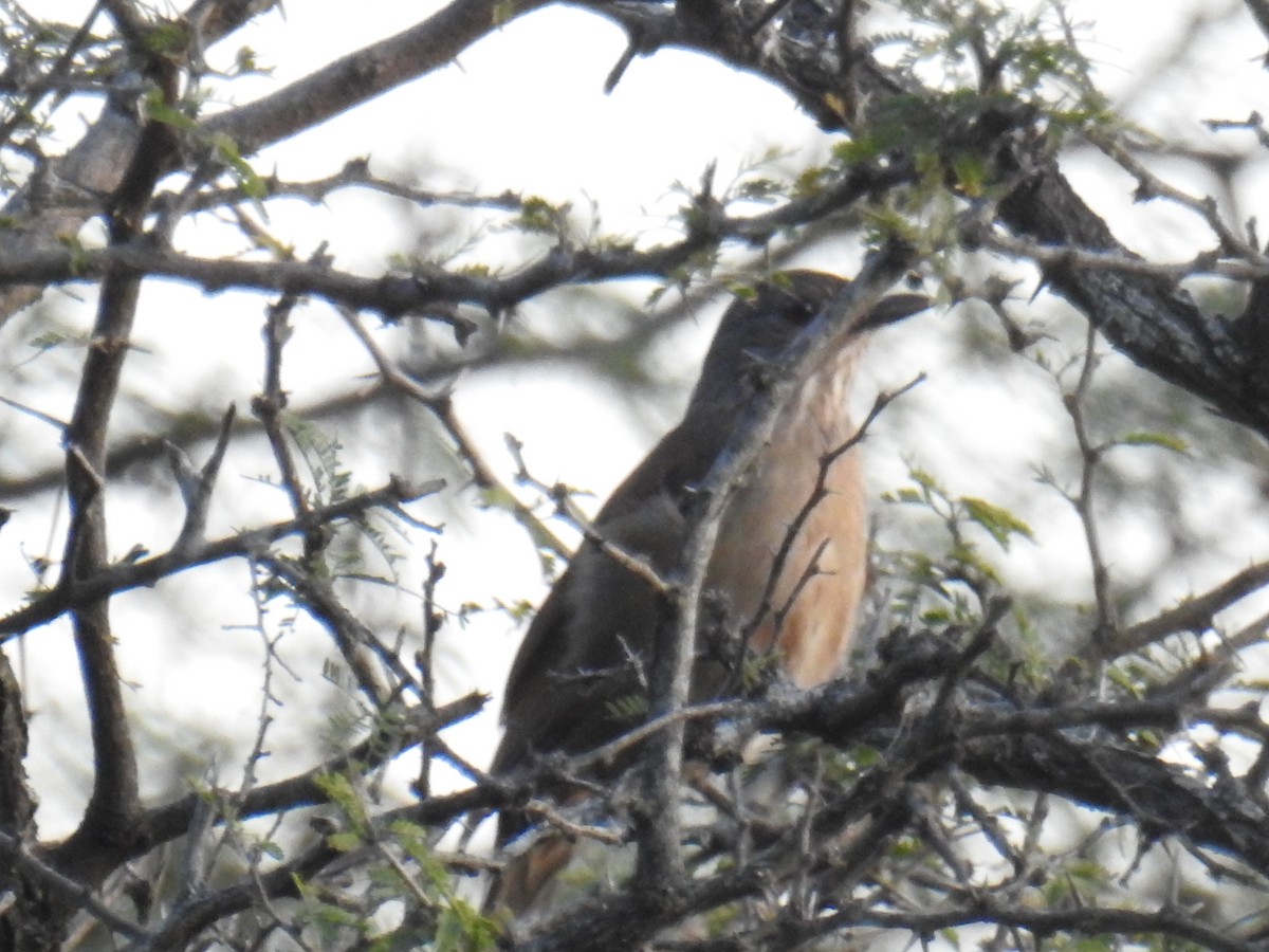 Pale-breasted Thrush - ML623844925