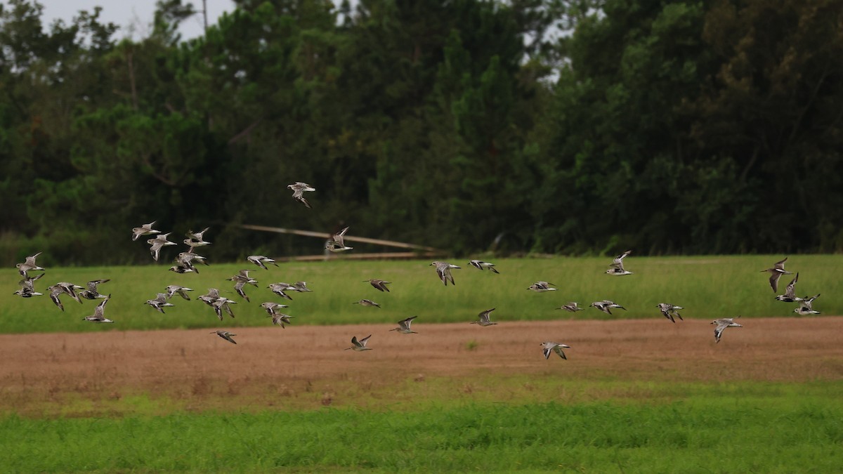 Black-bellied Plover - ML623844928