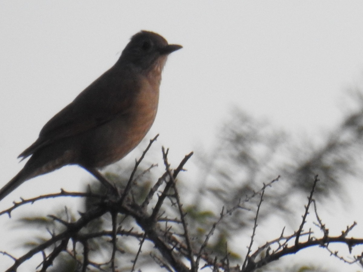 Pale-breasted Thrush - ML623844933