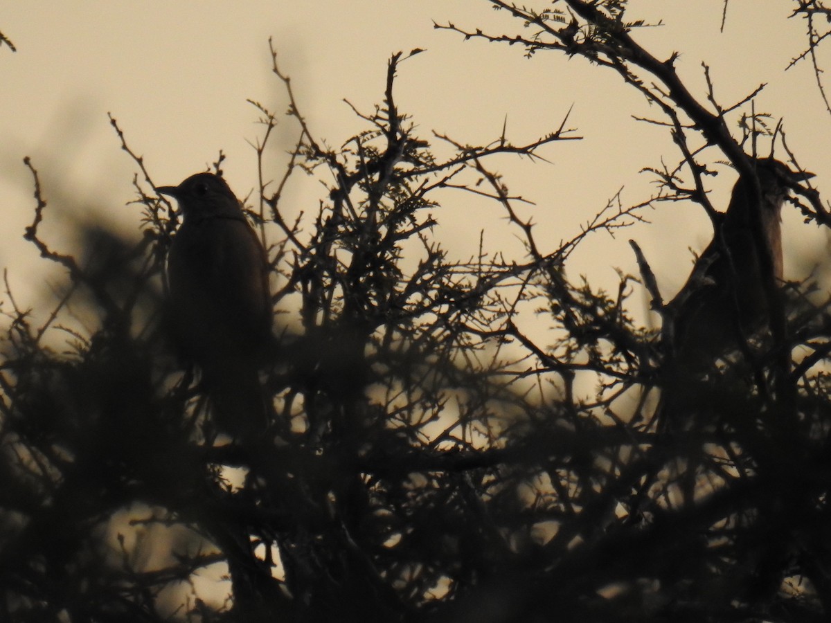 Pale-breasted Thrush - ML623844937