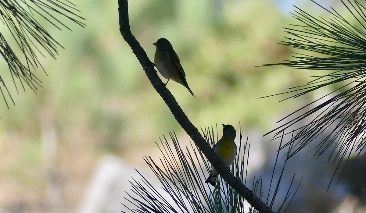 Lawrence's Goldfinch - ML623844941