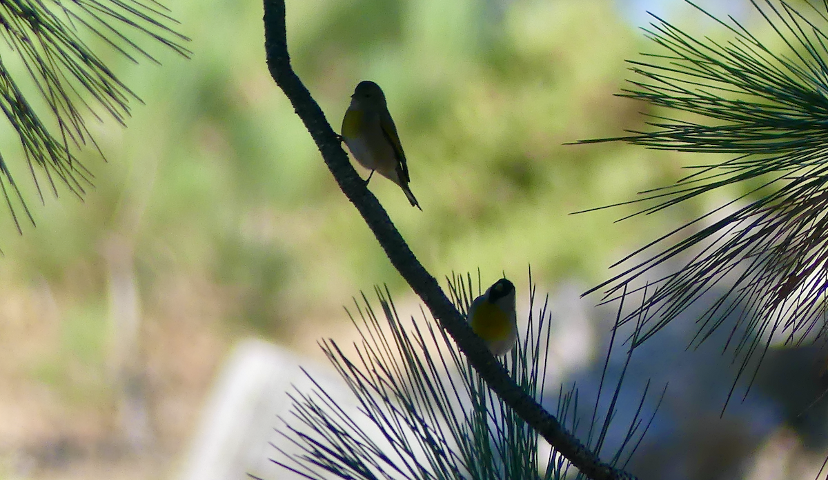 Lawrence's Goldfinch - ML623844945