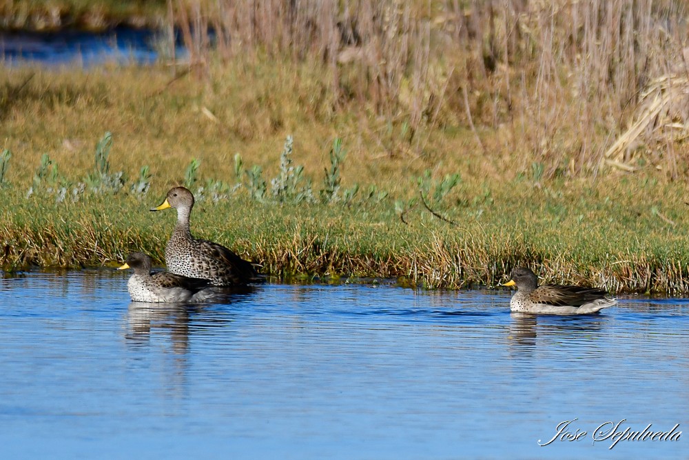 Yellow-billed Pintail - ML623844958