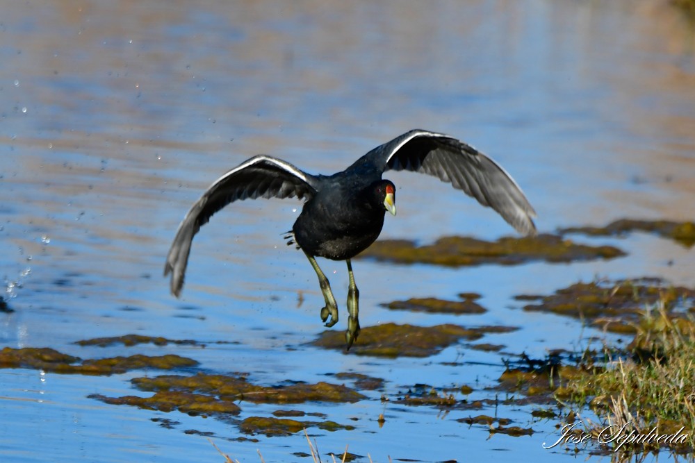 Slate-colored Coot - ML623845007