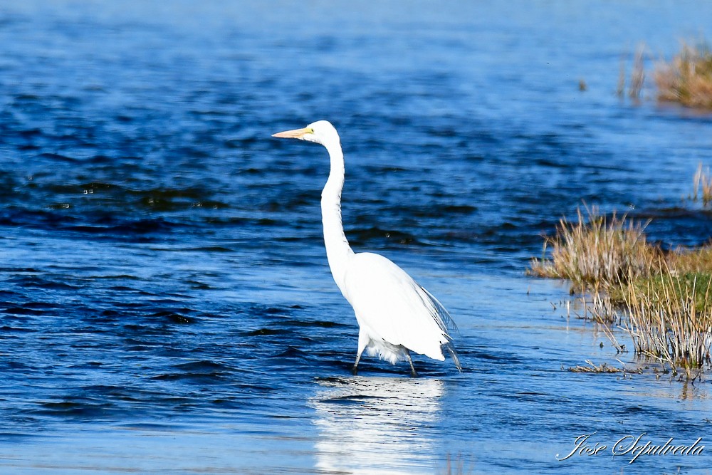 Great Egret - José Sepúlveda